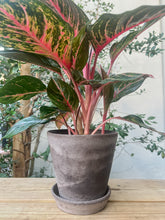 Load image into Gallery viewer, Aglaonema in &quot;Julie&quot; Nordic Grey
