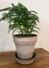 Load image into Gallery viewer, Norfolk Island Pine in &quot;Simona&quot; Grey
