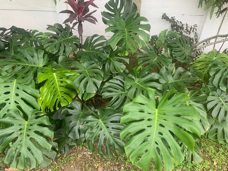 Planting a Monstera Hedge - What We Learned and 18 Easy Steps to Follow to Make Your Own