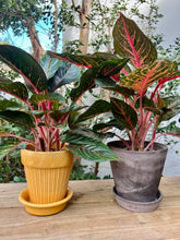 Load image into Gallery viewer, Aglaonema in &quot;Simona&quot; Glazed Amber

