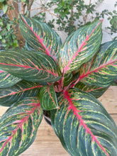 Load image into Gallery viewer, Aglaonema in &quot;Julie&quot; Nordic Grey

