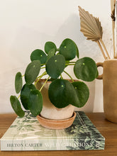 Load image into Gallery viewer, Pilea in &quot;Julie&quot; Rosa
