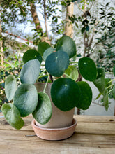 Load image into Gallery viewer, Pilea in &quot;Julie&quot; Rosa
