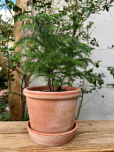 Load image into Gallery viewer, Norfolk Island Pine in &quot;Parade&quot; Rosa
