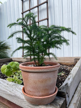 Load image into Gallery viewer, Norfolk Island Pine in &quot;Parade&quot; Rosa
